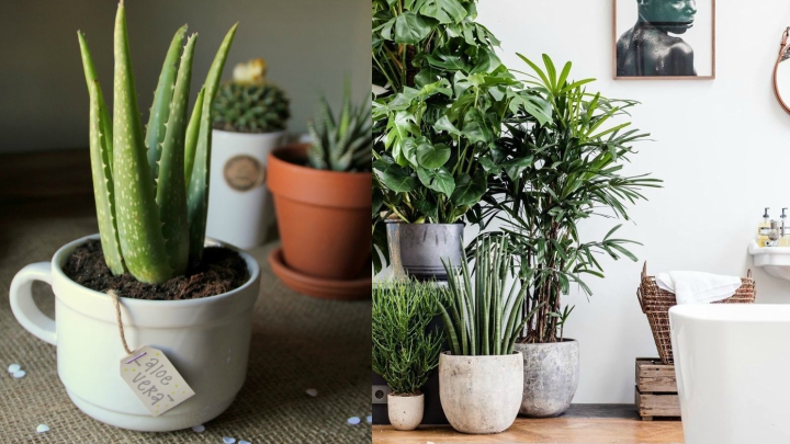 decorating with plants
