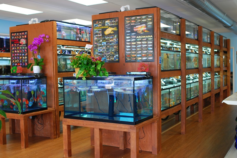 How to Open a Fish Store: Instructions and Calculation of Investments