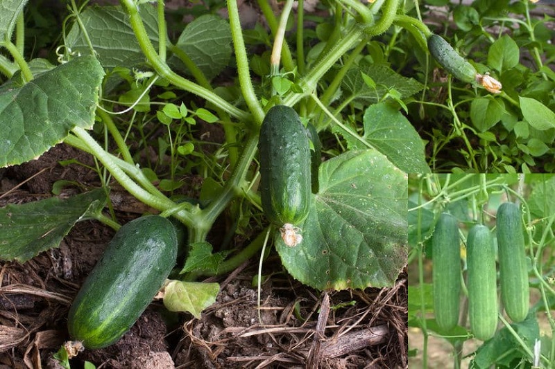 Growing Cucumbers In A Barrel