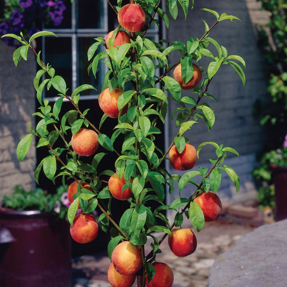 Peach Tree Care