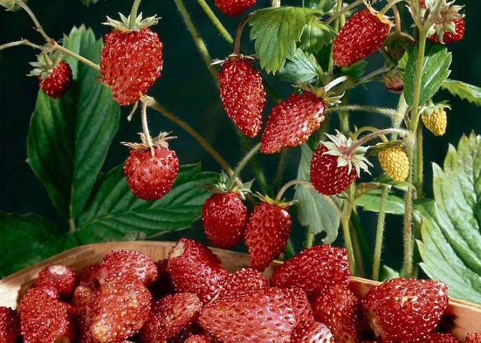 how to take care of strawberry plants