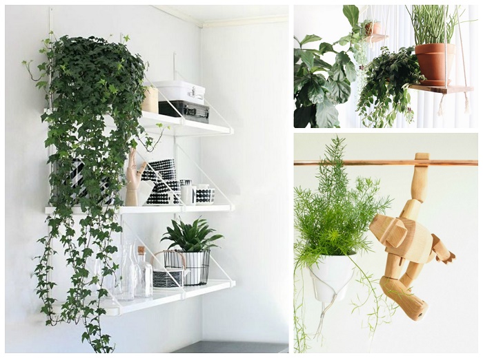 indoor hanging plants ideas