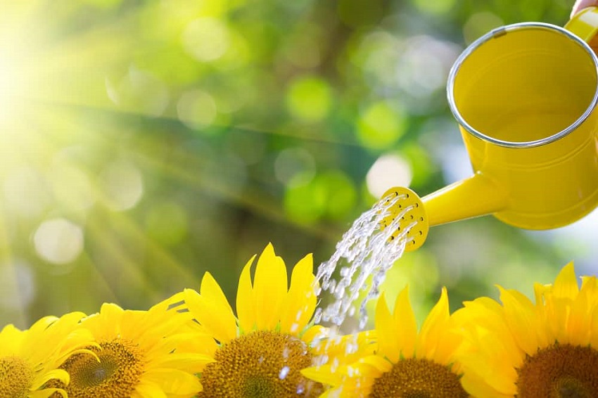 Do Sunflowers Regrow When Cut: Proper Watering