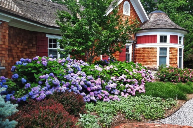 What Plants Are Best on the East Side of a House?