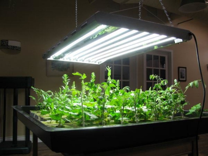 Indoor Gardening Lighting