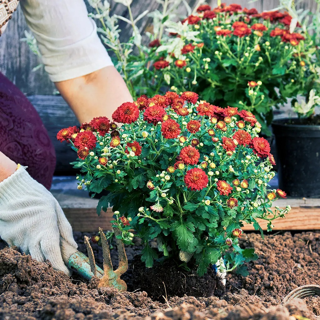 To care for garden mums