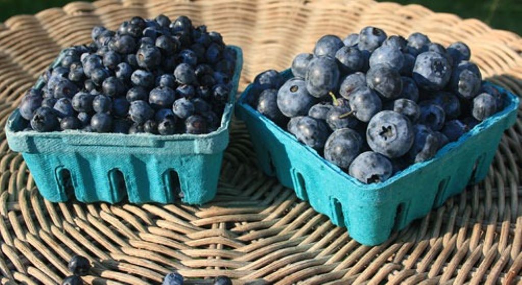 Comparison of different sized blueberries demonstrating weight variations in standard pint containers